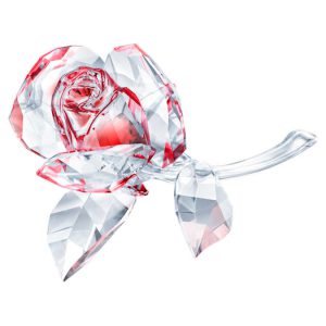 Blossoming Rose Red